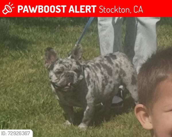 Lost Male Dog last seen Venetian and San Rocco Circle, Stockton, CA 95207