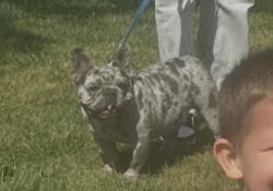Lost Male Dog last seen Venetian and San Rocco Circle, Stockton, CA 95207
