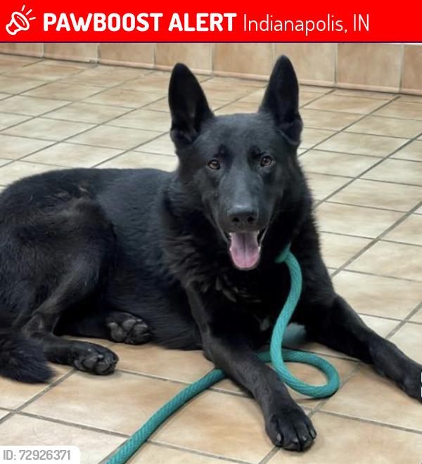 Lost Male Dog last seen  ., Indianapolis, IN 46237