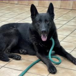 Lost Male Dog last seen  ., Indianapolis, IN 46237