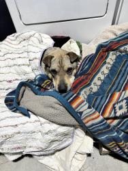 Lost Female Dog last seen Near south (Herriman hwy), Herriman, UT 84096