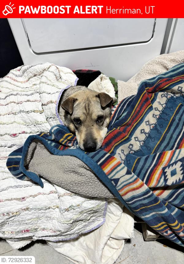 Lost Female Dog last seen Near south (Herriman hwy), Herriman, UT 84096