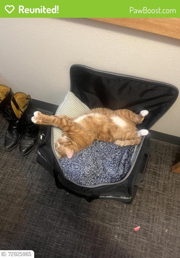 Reunited Male Cat last seen Cherry Ridge Housing off of Military 90th St, Omaha, NE 68164