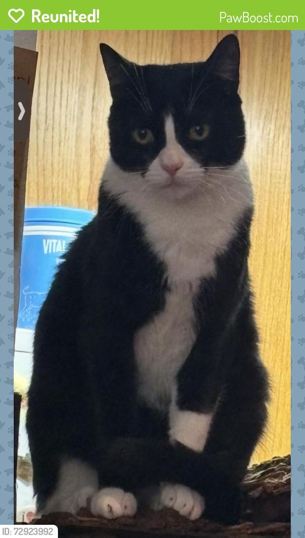 Reunited Male Cat last seen Arminta st / between Vineland & Fair , Los Angeles, CA 91352