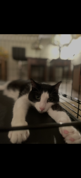 Found/Stray Male Cat last seen Tribble gap rd, Cumming, GA 30040