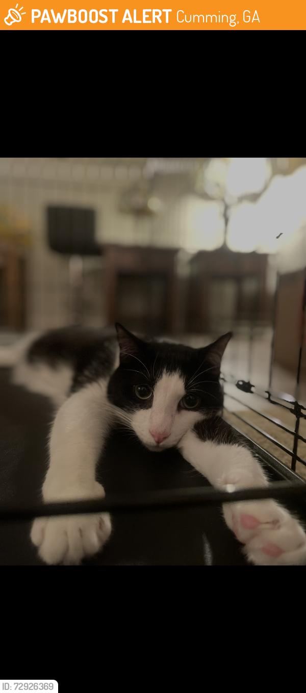 Found/Stray Male Cat last seen Tribble gap rd, Cumming, GA 30040