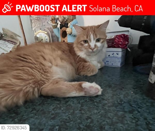 Lost Female Cat last seen Highland Drive&Lugano Lane Solana Beach, Solana Beach, CA 92075