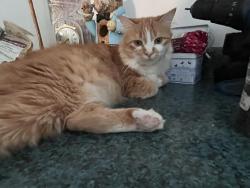 Lost Female Cat last seen Highland Drive&Lugano Lane Solana Beach, Solana Beach, CA 92075