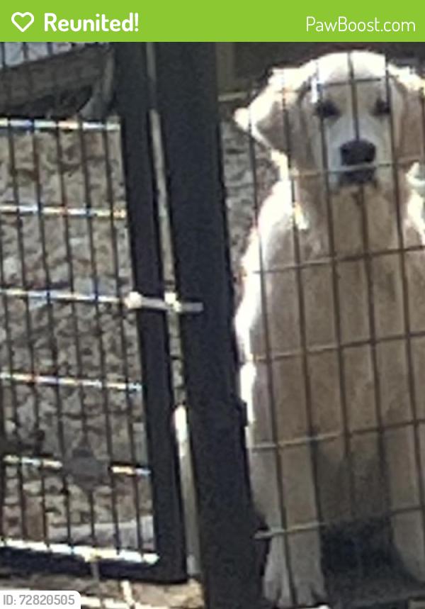 Reunited Female Dog last seen ernest brown road lillington nc and HWY 27, Lillington, NC 27546
