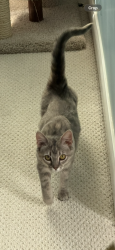 Lost Female Cat last seen Washington and Kercheval , Grosse Pointe, MI 48230