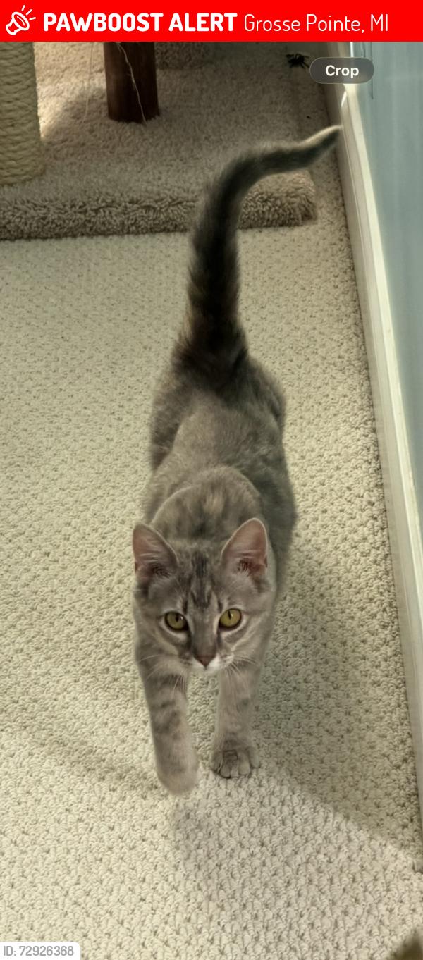 Lost Female Cat last seen Washington and Kercheval, Grosse Pointe, MI 48230