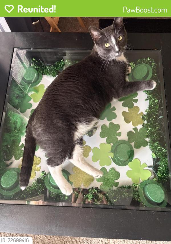 Reunited Male Cat last seen Newton Ave, Barberton, OH 44203