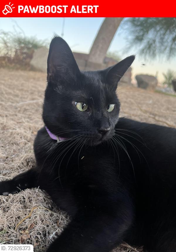 Lost Female Cat last seen Sam’s Family Spa & Hot Water Resort , Desert Hot Springs, CA 92241