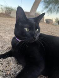 Lost Female Cat last seen Sam’s Family Spa & Hot Water Resort , Desert Hot Springs, CA 92241
