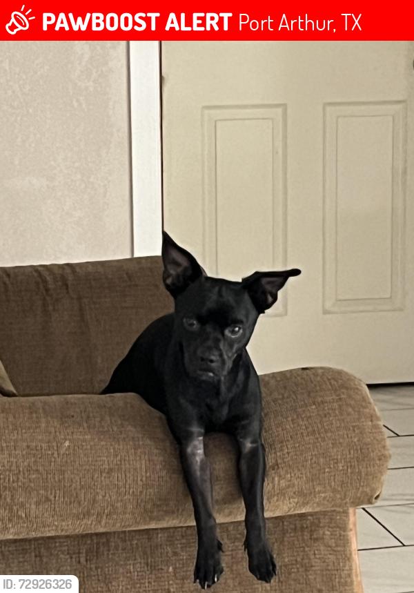 Lost Male Dog last seen Lake View Ave & Lewis Dr, Port Arthur, TX 77642