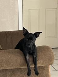 Lost Male Dog last seen Lake View Ave & Lewis Dr, Port Arthur, TX 77642