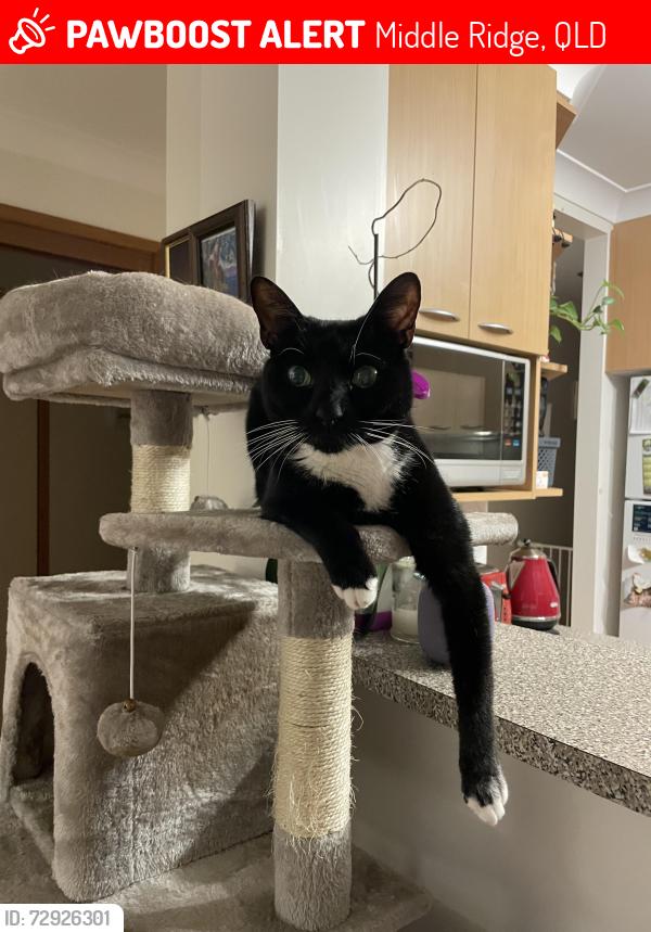 Lost Female Cat last seen Kruiswijk Court & Bouganvillea Drive, Middle Ridge, QLD 4350