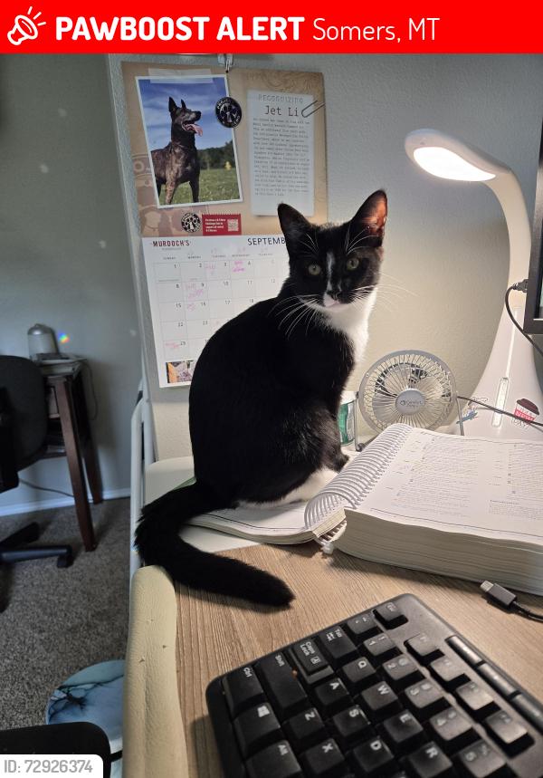 Lost Male Cat last seen School addition, Somers, MT 59932