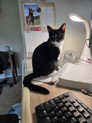 Lost Male Cat last seen School addition, Somers, MT 59932