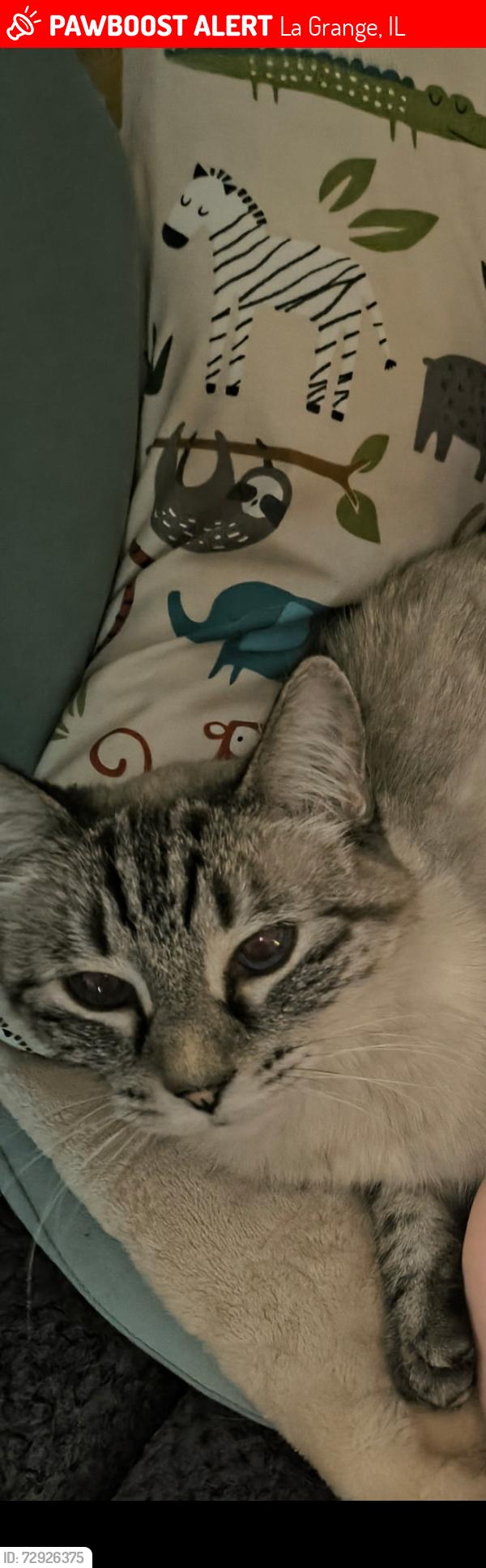 Lost Female Cat last seen 8th ave & Plainfield rd, La Grange, IL 60525
