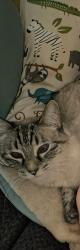 Reunited Female Cat last seen 8th ave & Plainfield rd, La Grange, IL 60525