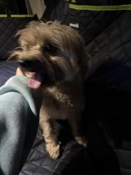 Reunited Male Dog last seen Mainlands 7 neighborhood in Tamarac, Tamarac, FL 33319
