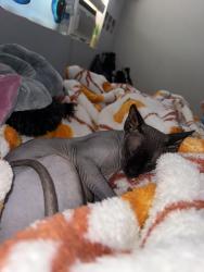 Reunited Male Cat last seen On leffingwell last seen running in backyard , Whittier, CA 90605