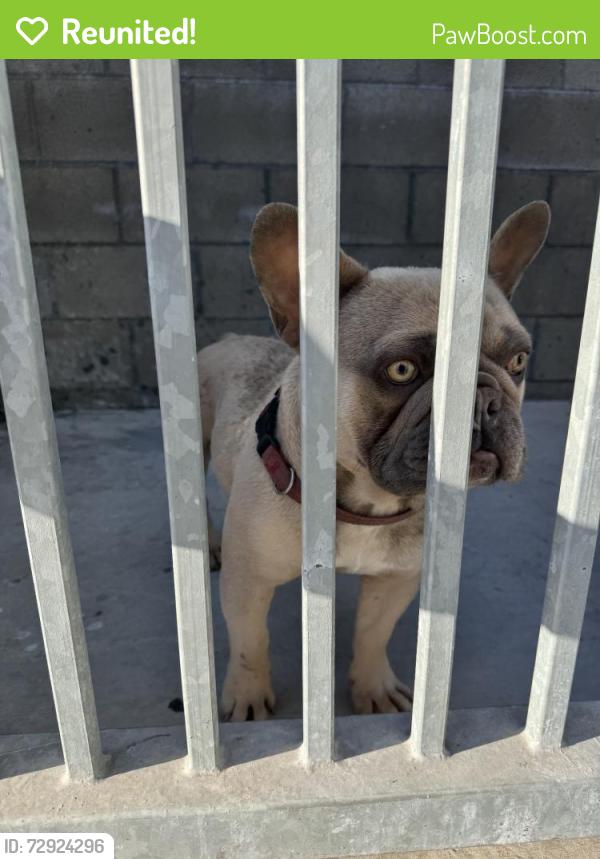Reunited Male Dog last seen Carson, CA, USA, Carson, CA 90745