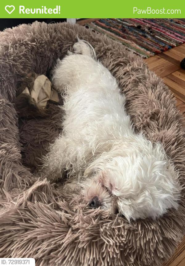 Reunited Male Dog last seen Ledgewood Dr / Asman Ave, Cincinnati, OH 45229
