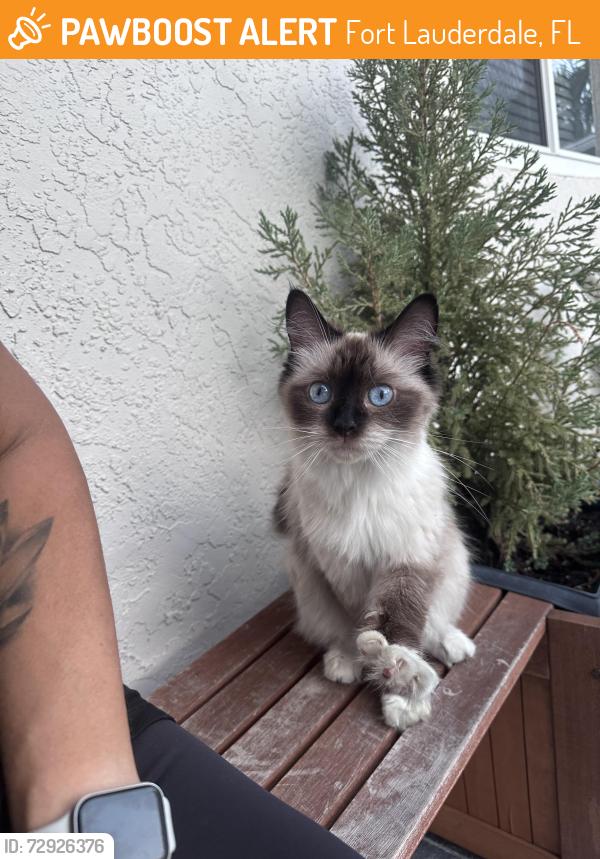 Found/Stray Unknown Cat last seen Coral Shores , Fort Lauderdale, FL 33306