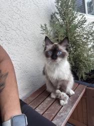 Found/Stray Unknown Cat last seen Coral Shores , Fort Lauderdale, FL 33306