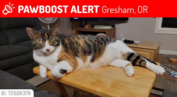 Lost Female Cat last seen NW 16th St. off of Birdsdale., Gresham, OR 97030