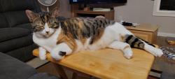 Lost Female Cat last seen NW 16th St. off of Birdsdale., Gresham, OR 97030