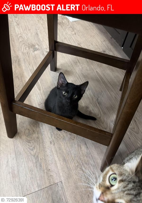 Lost Male Cat last seen Near Waterville lane, Orlando, FL 32822
