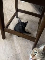 Lost Male Cat last seen Near Waterville lane, Orlando, FL 32822