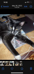 Reunited Male Cat last seen Waynick and Nathan st. Near Oceanic restaurant, Wrightsville Beach, NC 28480