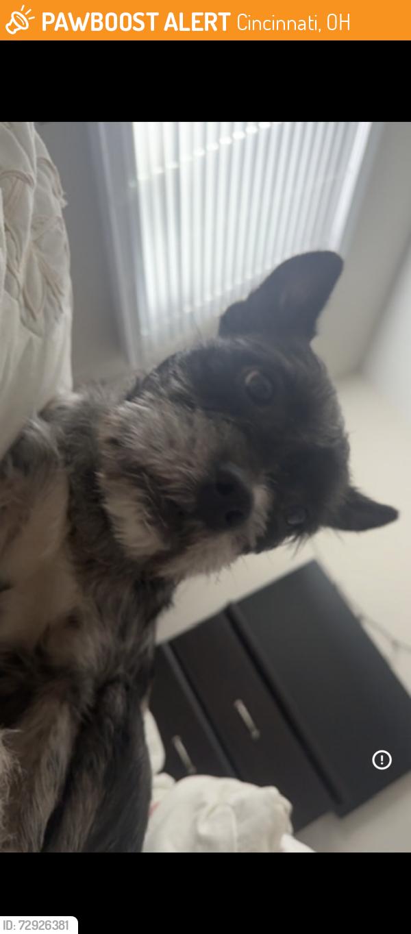 Found/Stray Male Dog last seen Carthage Ave, Cincinnati, OH 45237