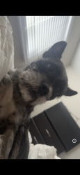 Found/Stray Male Dog last seen Carthage Ave, Cincinnati, OH 45237
