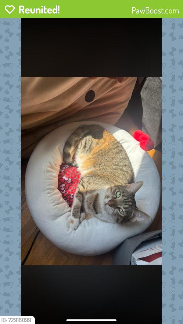 Reunited Female Cat last seen Near Sheffield Ct, Toledo, OH 43623, USA, Toledo, OH 43623