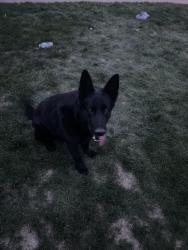 Found/Stray Unknown Dog last seen 36th Forest st , Denver, CO 80207