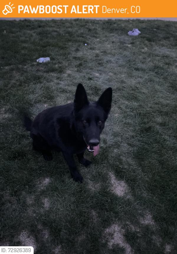 Found/Stray Unknown Dog last seen 36th Forest st, Denver, CO 80207