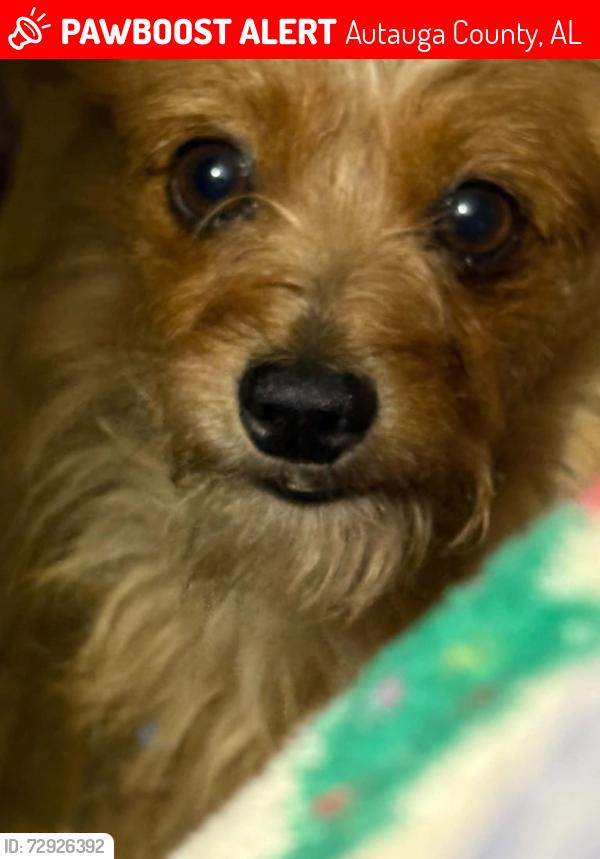 Lost Male Dog last seen County road 63 Prattville al, Autauga County, AL 36067