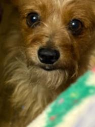 Lost Male Dog last seen County road 63 Prattville al, Autauga County, AL 36067