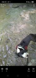 Reunited Male Dog last seen cross rd at the water fall in beavers dam creek, Clover, SC 29710