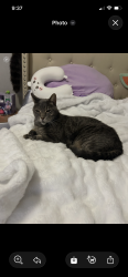 Reunited Male Cat last seen Rolling fork Dr and FM 725, New Braunfels, TX 78130