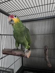 Lost Male Bird last seen Hardy toll rd and Parker , Houston, TX 77076