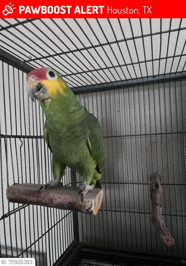 Lost Male Bird last seen Hardy toll rd and Parker , Houston, TX 77076