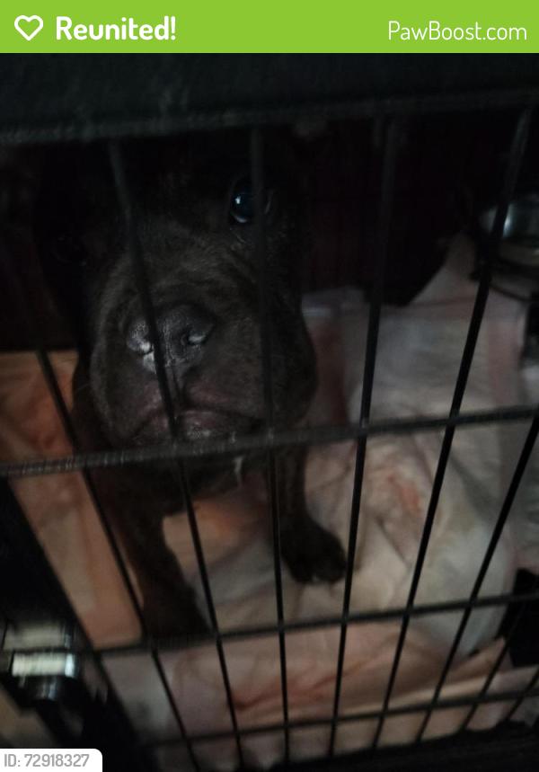 Reunited Female Dog last seen Between 9 & 10 street, Allentown, PA 18104