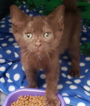 Shelter Stray Male Cat last seen Oakland, CA , Oakland, CA 94601