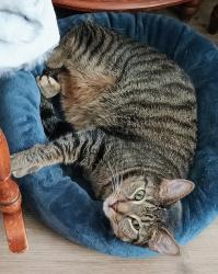 Reunited Male Cat last seen Manorford Dr and Old York Rd and Pearl Rd, Parma Heights, Oh, Parma Heights, OH 44130